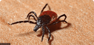 قراد نجم وحيد