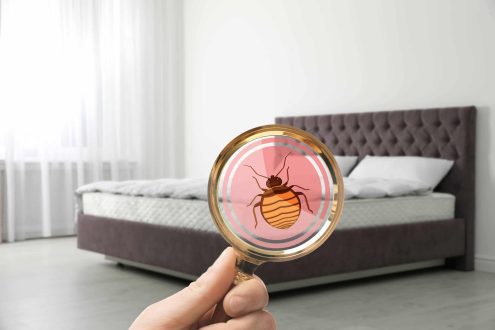 بق الفراش وأضراره