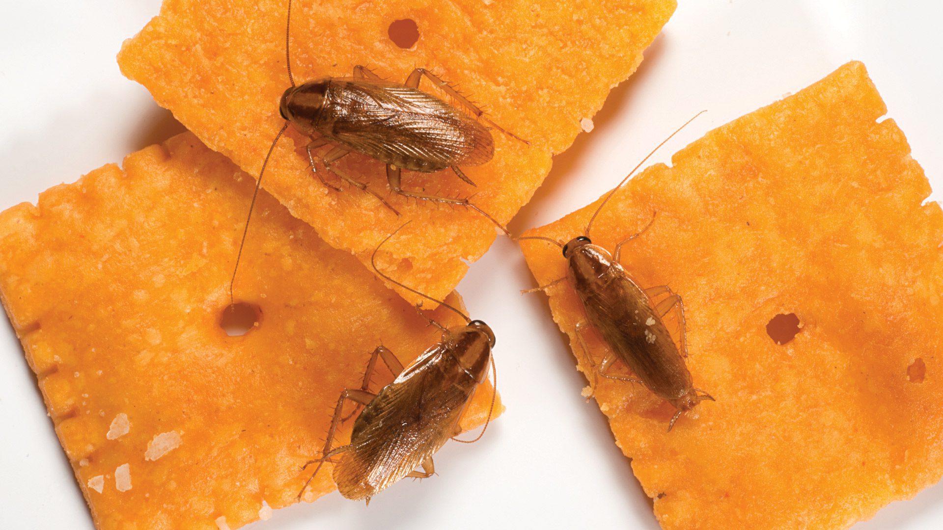 طرق التخلص من صراصير المطبخ