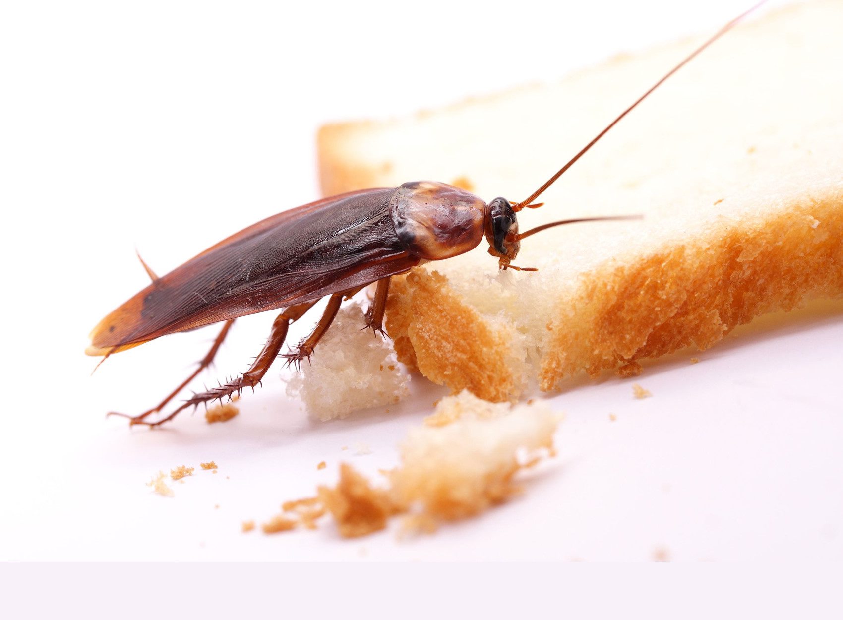 طرق مكافحة الصراصير المنزلية