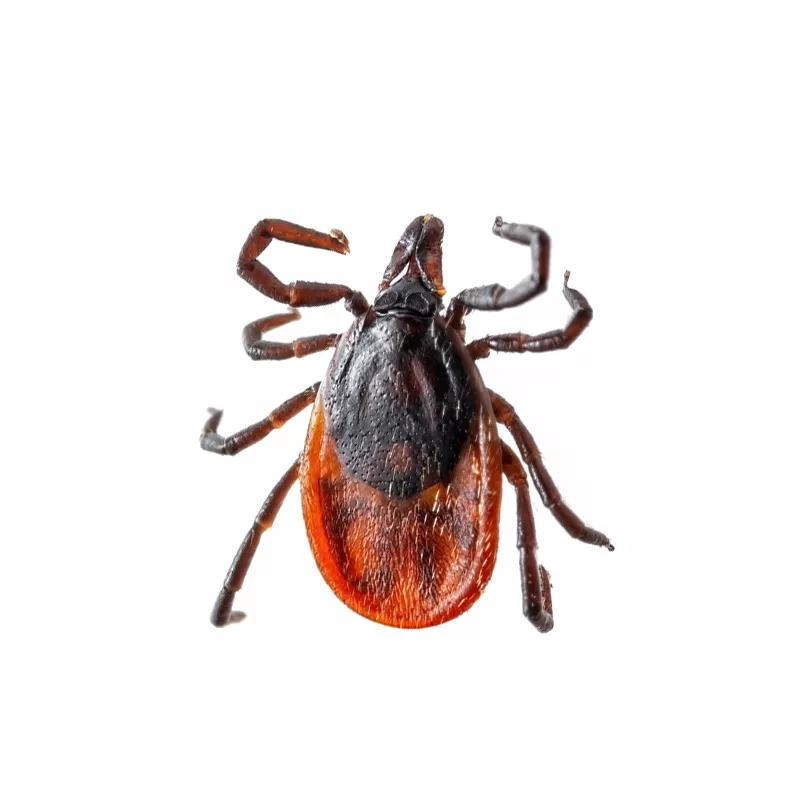 قراد الغزلان