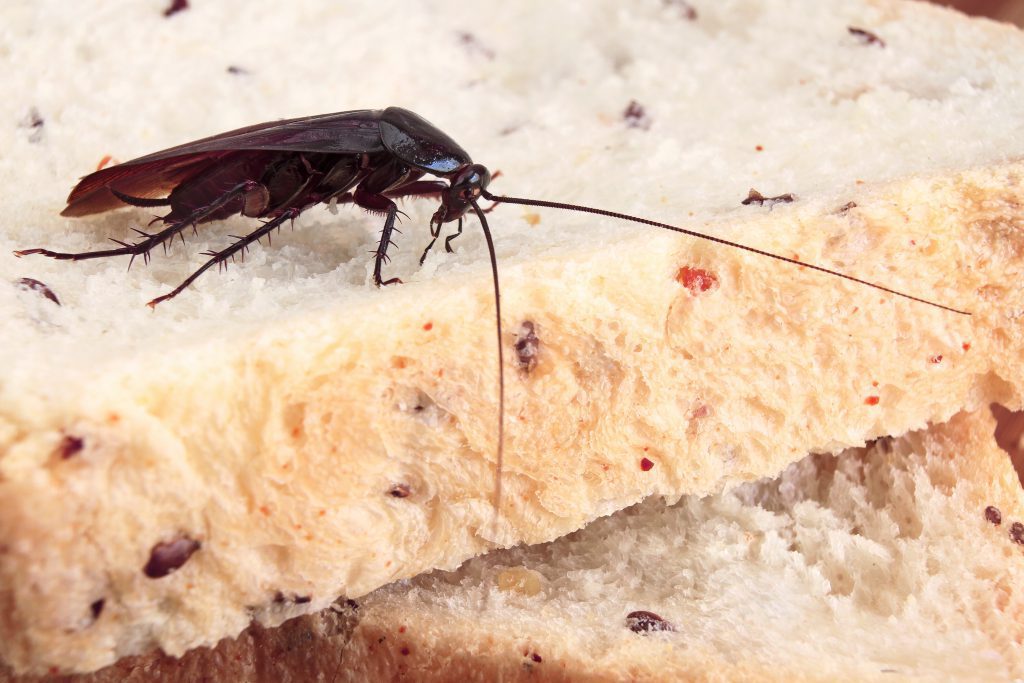 كيف اقضى على الصراصير نهائيا