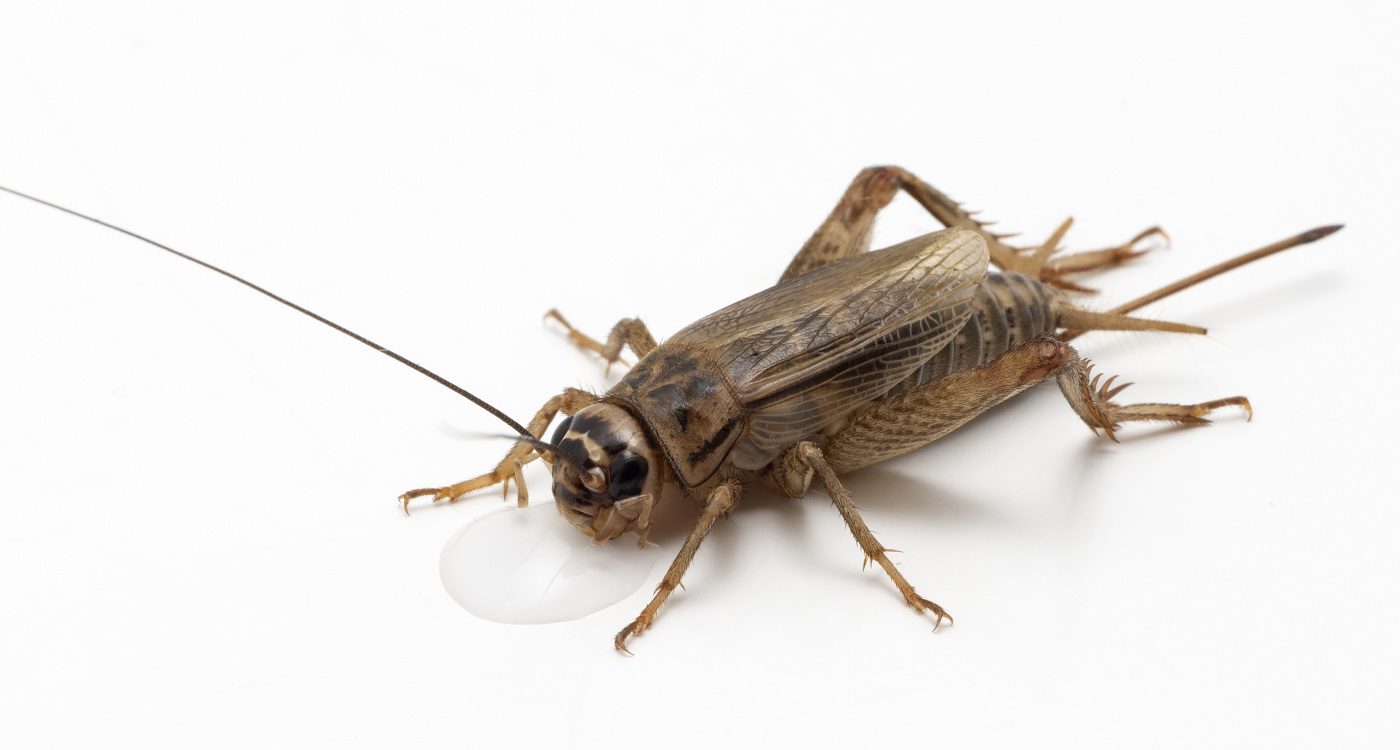 كيف تقتل صرصور الليل