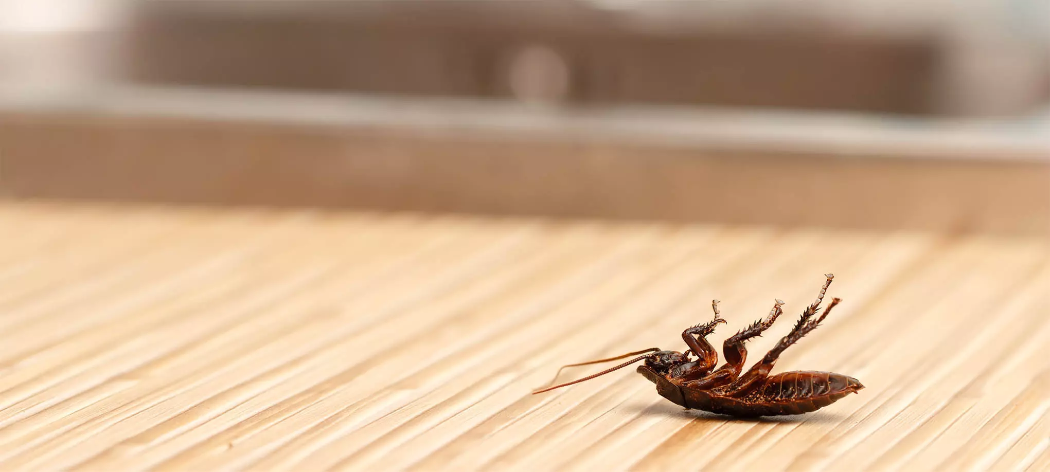 كيف نقضي علي الصراصير في المطبخ