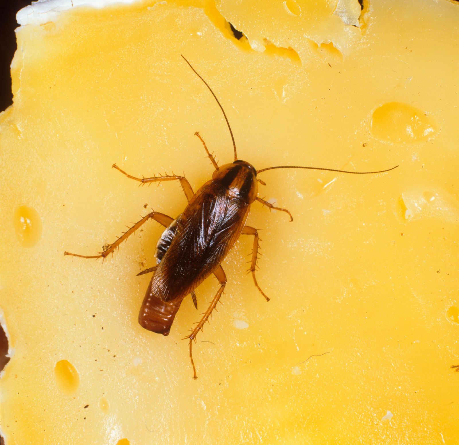 كيفية القضاء على الصراصير