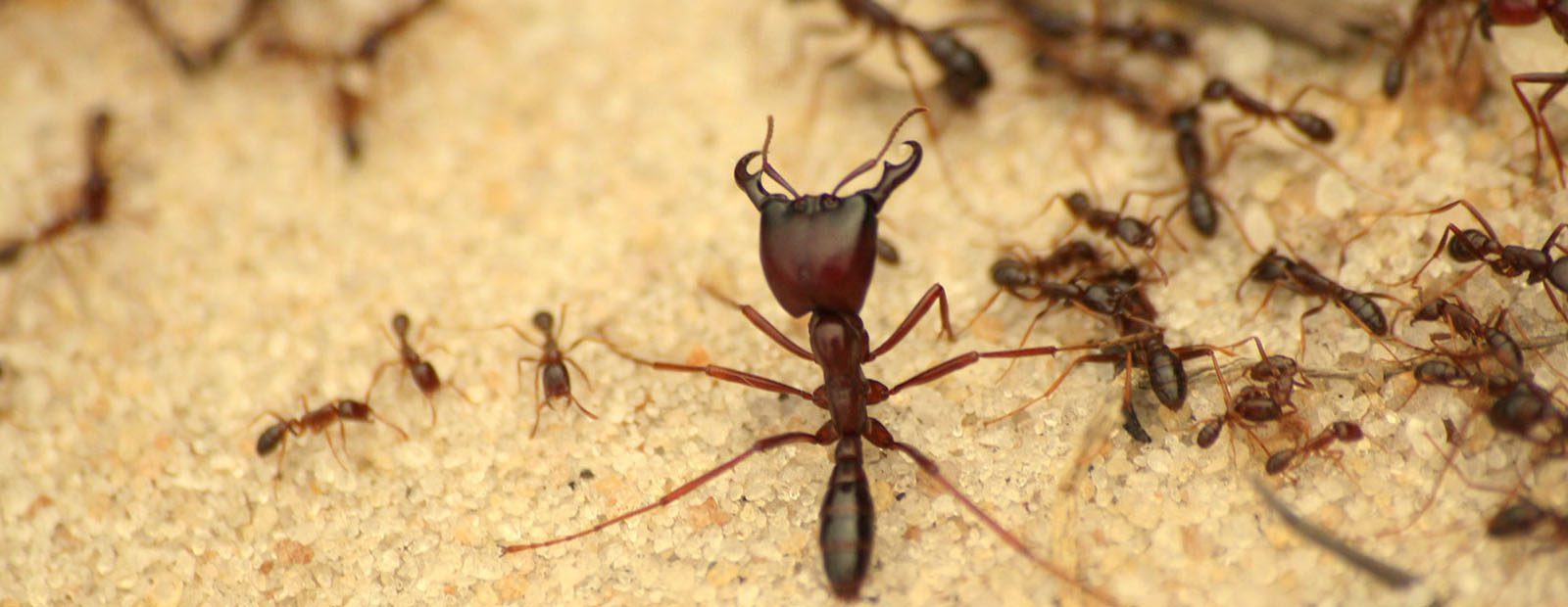 ما الذي يقضي على النمل