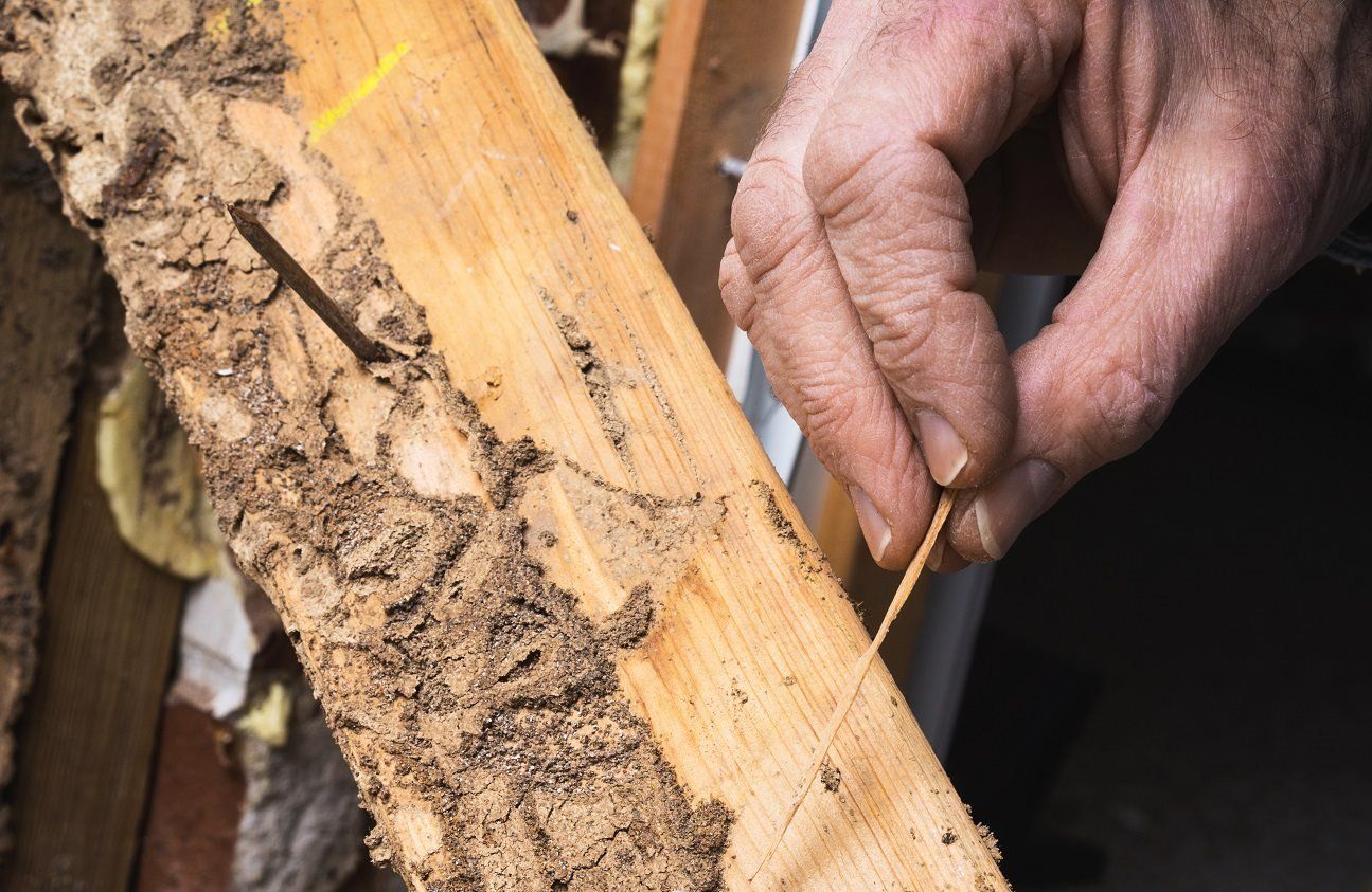 ما هي حشرة الأرضة التي تأكل الخشب