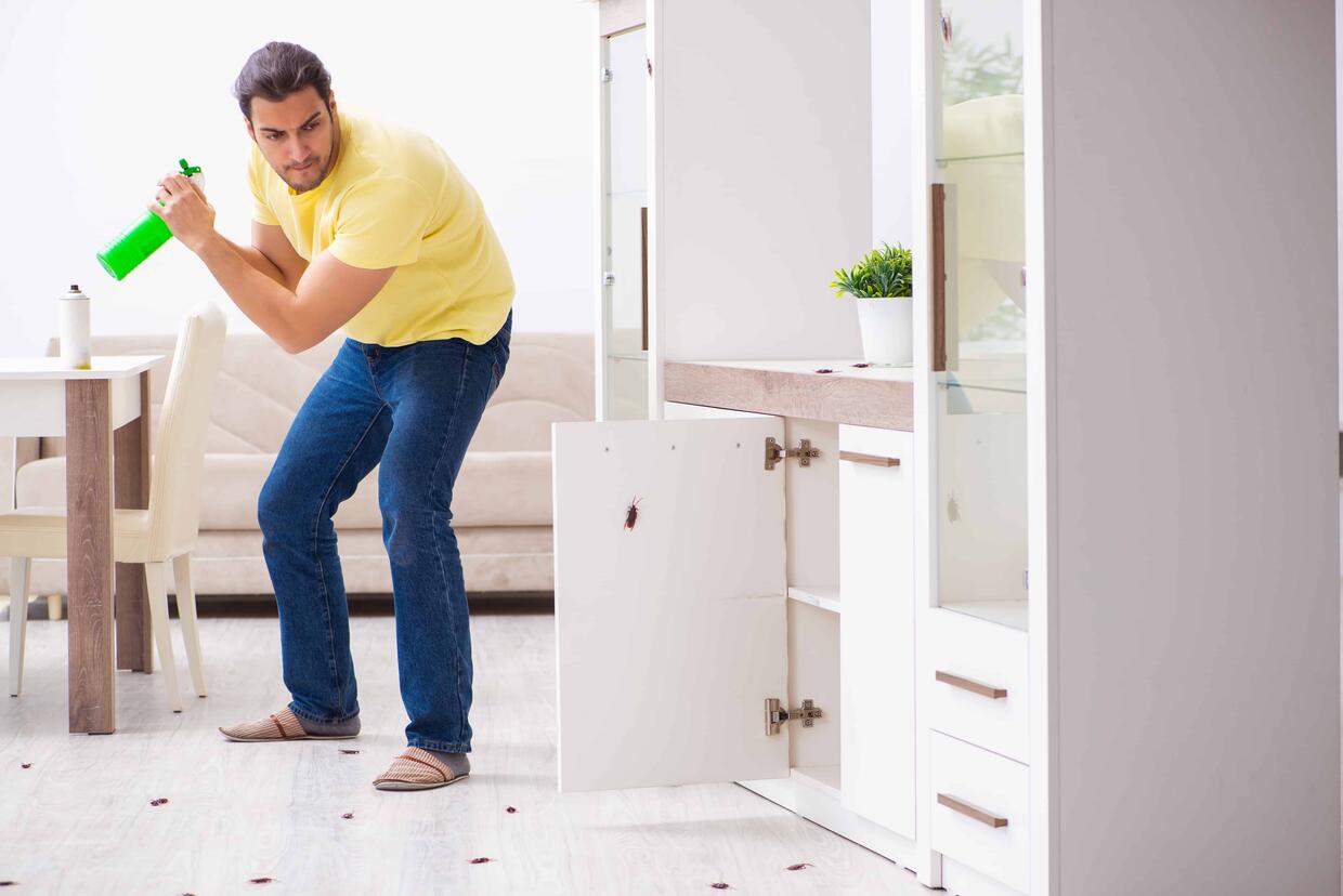 مكافحة حشرات المنزل