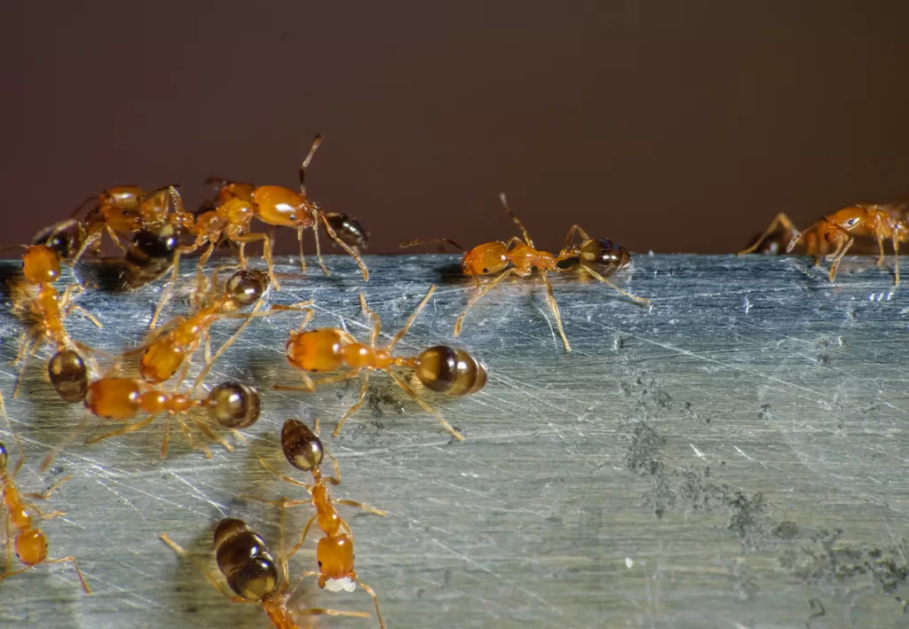 مكافحة النمل بجدة