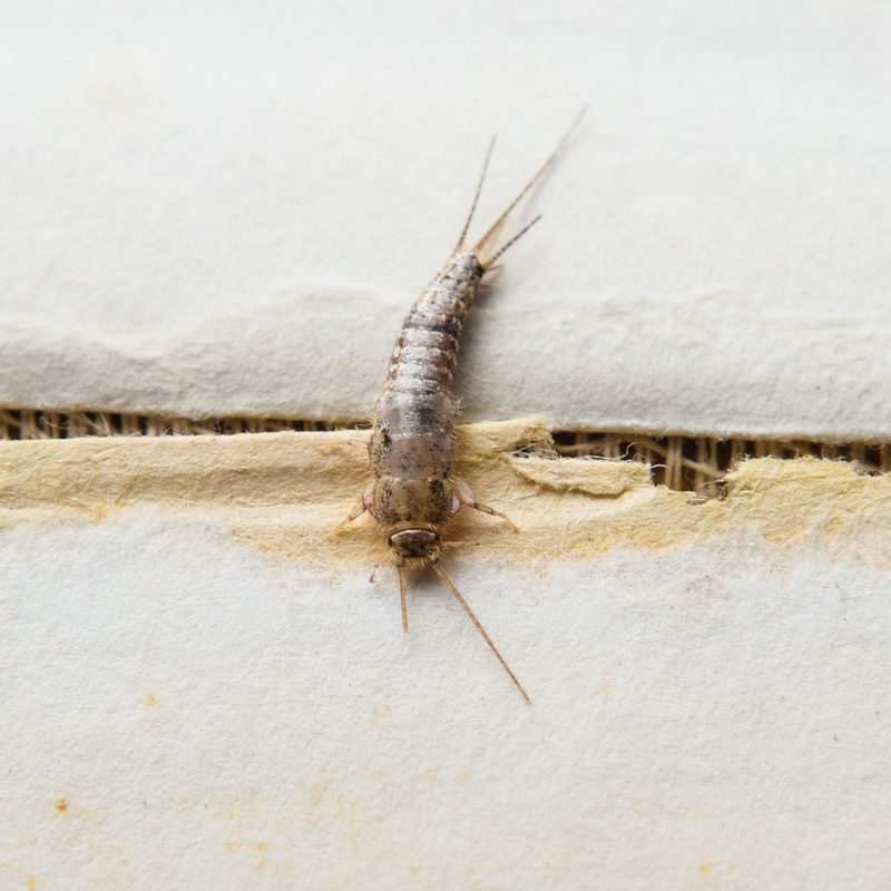 اسباب ظهور حشرة السمك الفضي