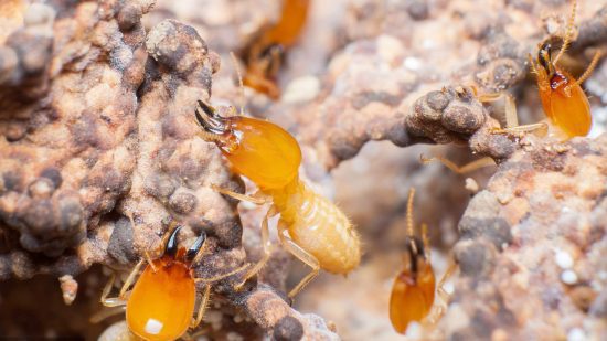 التخلص من النمل الابيض نهائيا