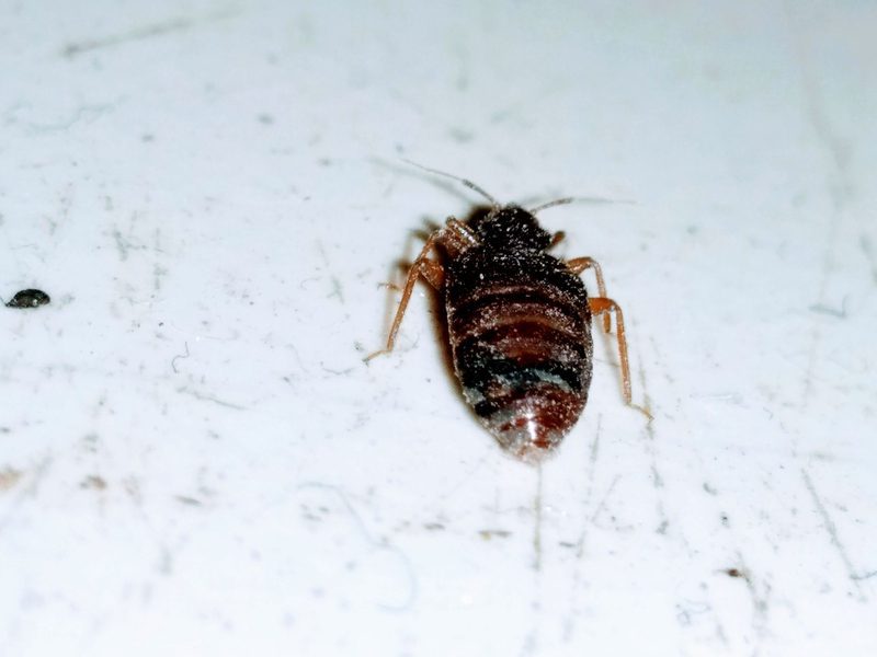 التخلص من بق الفراش بالطرق الطبيعية