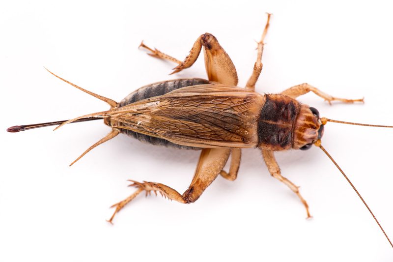 التخلص من صرصور الليل