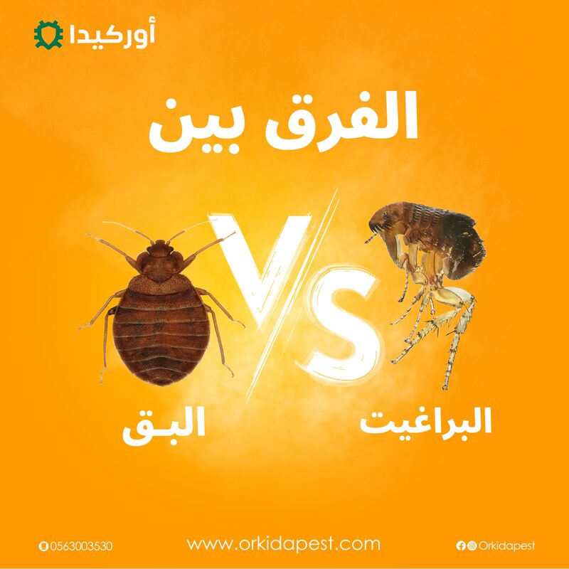 الفرق بين البق والبرغوث