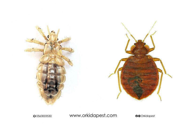 حشرة البق و القمل