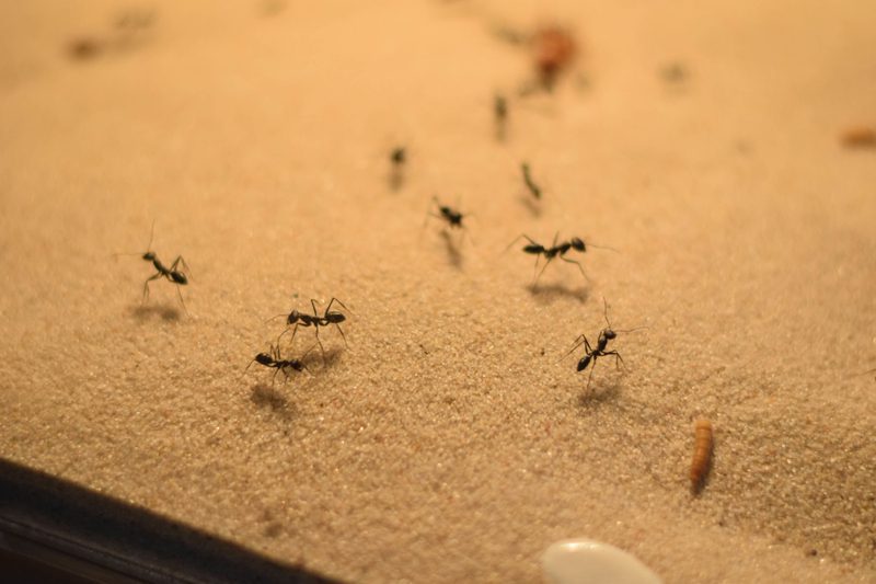 الفرق بين النمل العادي والنمل الابيض