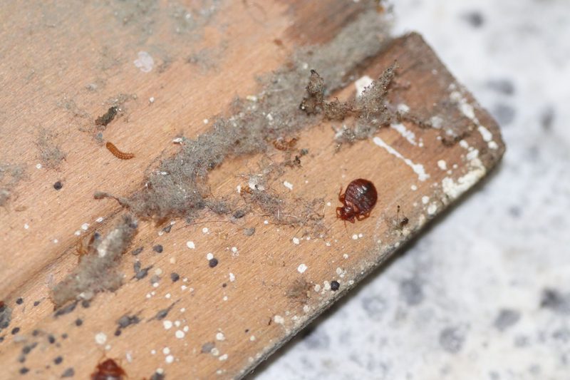 القضاء على البق بالملح