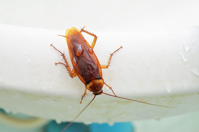 القضاء على الصراصير الكبيرة