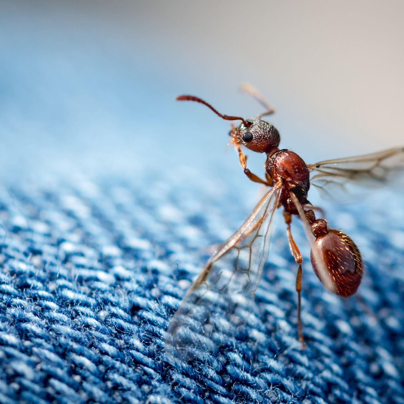 النمل الاحمر الطائر