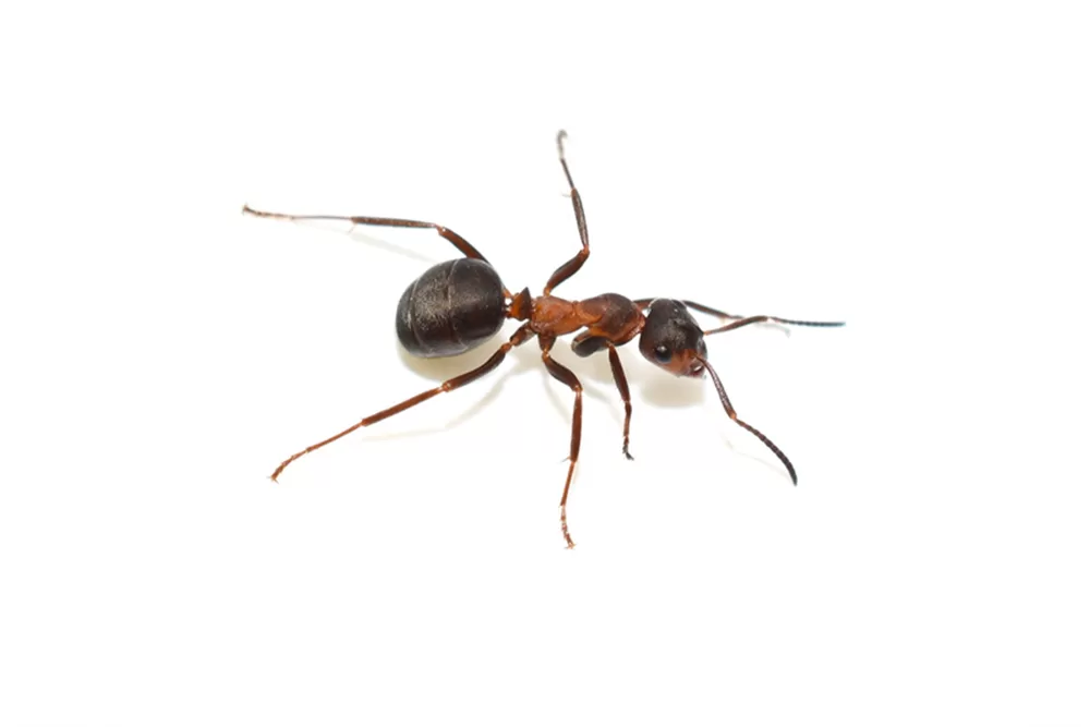 النمل العادي jpg