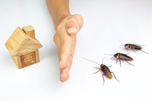 اماكن تواجد الصراصير بالمنزل
