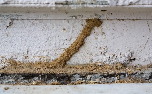 أسباب ظهور الارضه