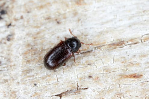 أسباب ظهور الخنافس السوداء في المنزل