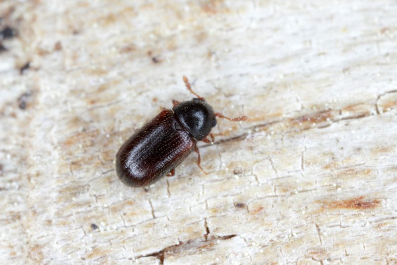 أسباب ظهور الخنافس السوداء في المنزل