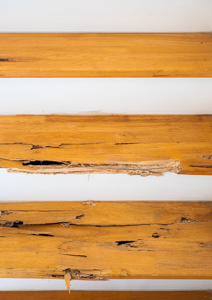 أضرار النمل الأبيض على الأرضيات الخشبية