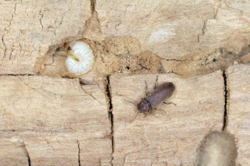 شركة مكافحة السوس بجدة