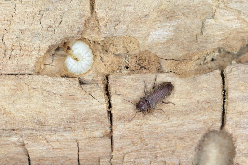 أضرار سوس الخشب على الانسان