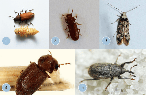 أنواع الخنافس المنزلية