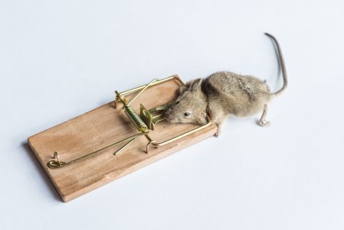 أنواع مصيدة الفئران