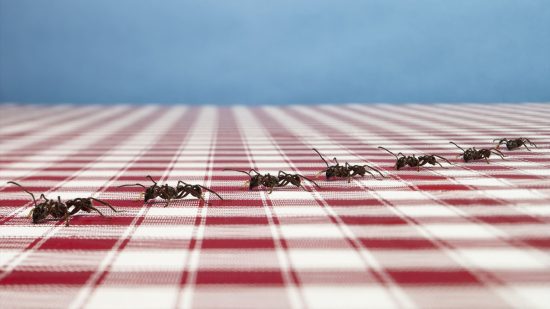 أين يعيش النمل