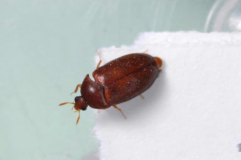 حشرة بنية صغيرة تطير