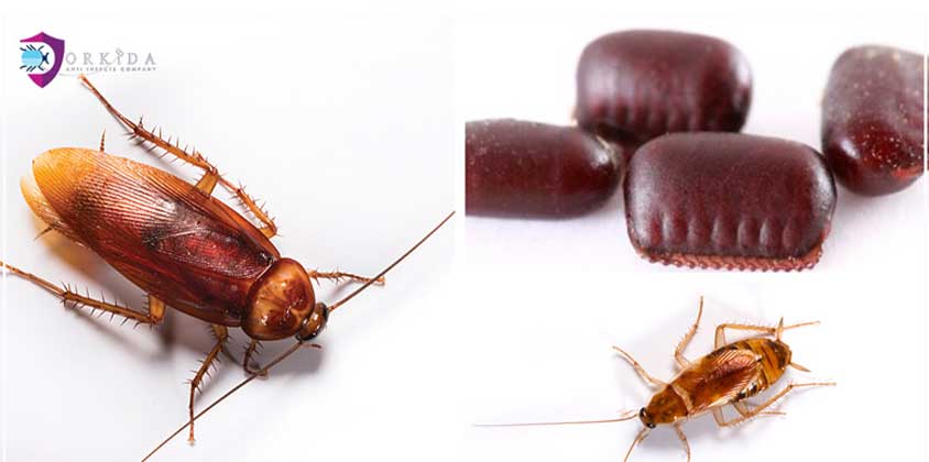 دورة حياة الصرصور بالصور