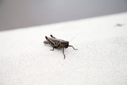 سبب صوت صرصور الليل