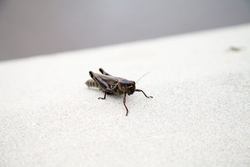 سبب صوت صرصور الليل
