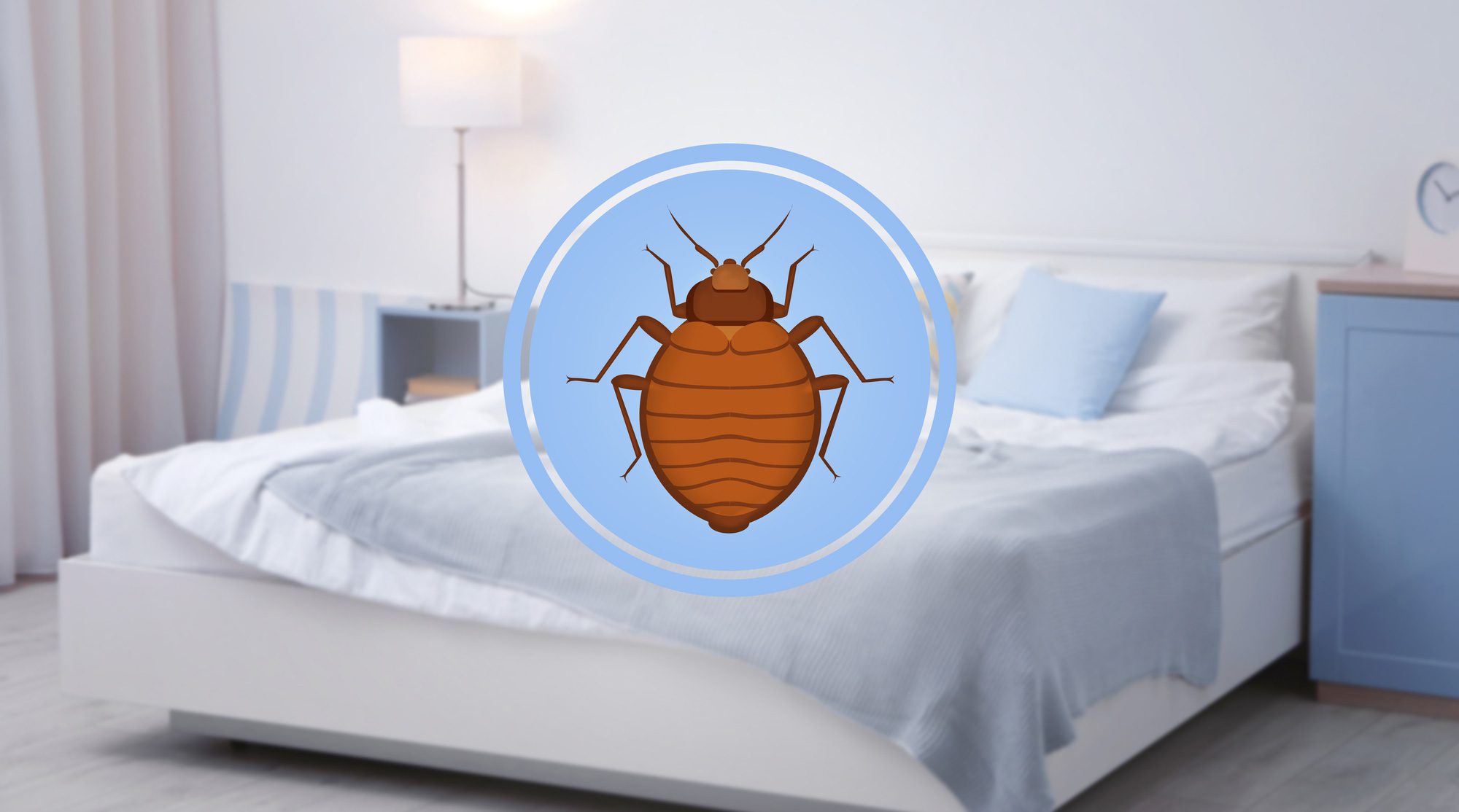 سرعة انتشار البق