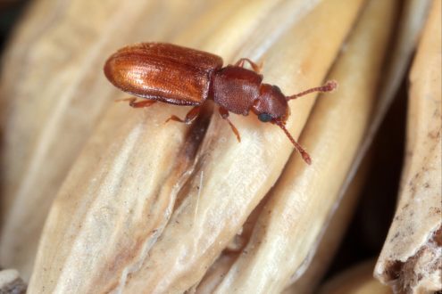 شركة مكافحة الخنافس بجدة