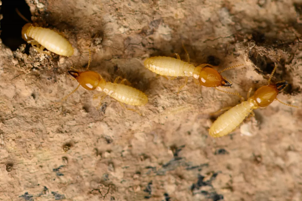 شكل حشرة النمل الابيض