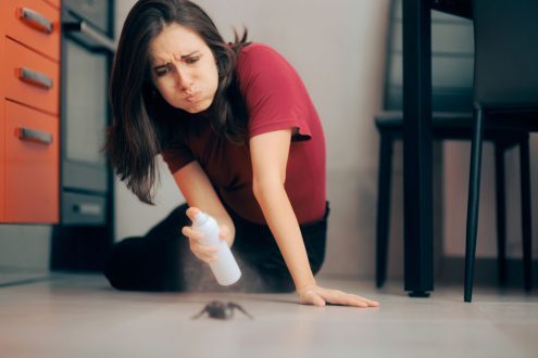 طرد الحشرات من المنزل بالاعشاب