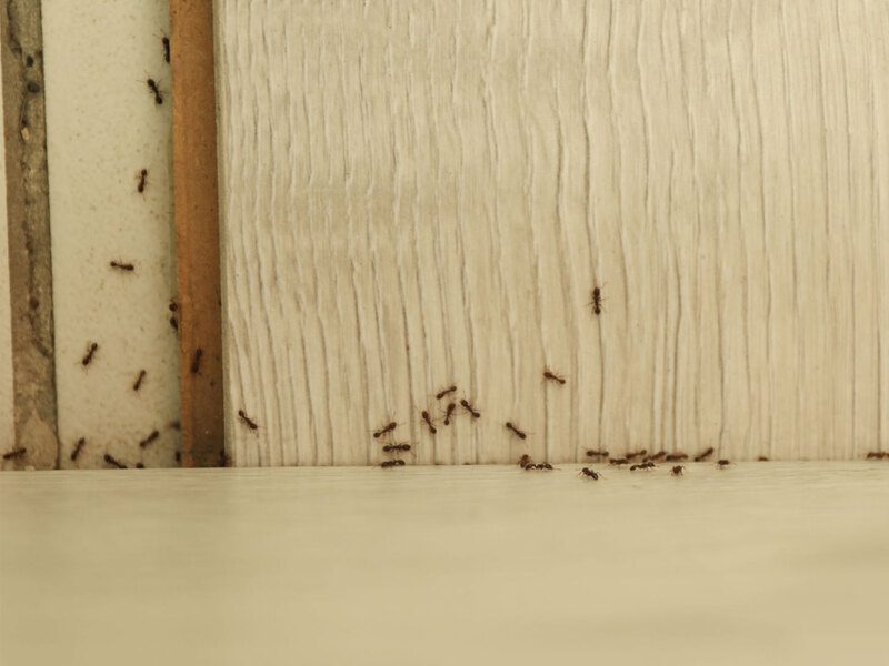 طرد النمل الصغير