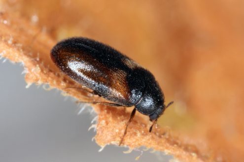 طرق التخلص من الخنفساء السوداء