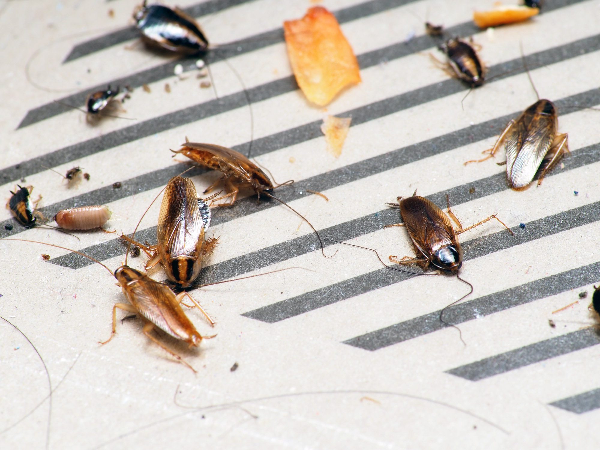 طرق مكافحة صراصير المطبخ