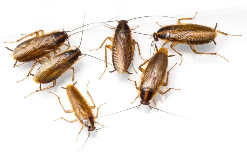 علاج الصراصير الصغيرة في المطبخ نهائيًا