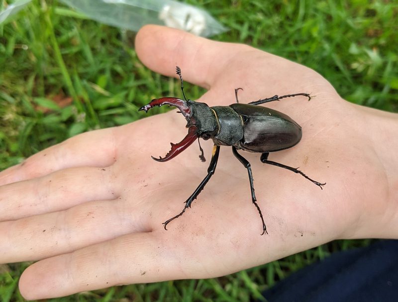 علاج لدغة الخنفساء