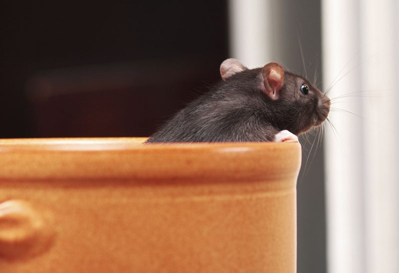 كم يولد الفأر