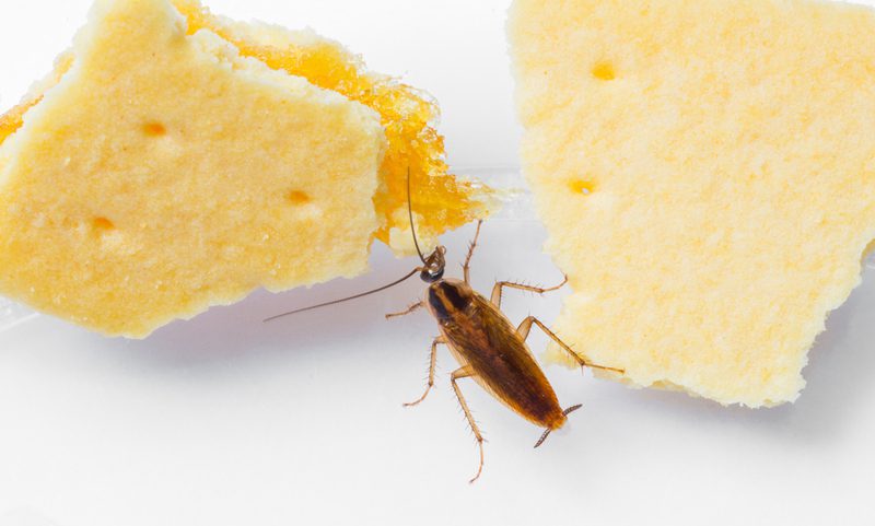 كيف اتخلص من الحشرات الصغيرة في المطبخ