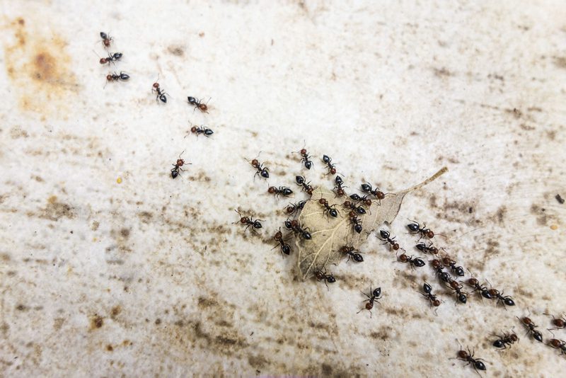 كيف اتخلص من النمل